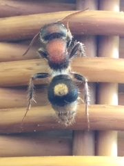 Sigilla dorsata