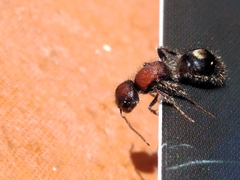 Sigilla dorsata