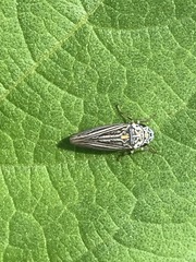 Graphocephala appropinquans