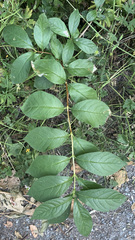 Lonicera involucrata