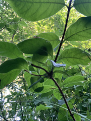 Lonicera involucrata