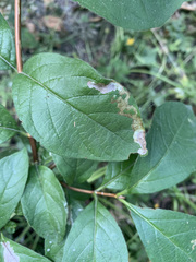 Lonicera involucrata