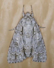 Acronicta spinigera