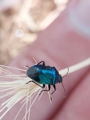 Zicrona caerulea