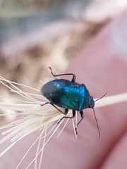 Zicrona caerulea