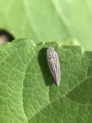 Graphocephala appropinquans