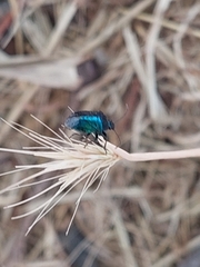 Zicrona caerulea