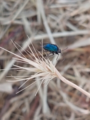 Zicrona caerulea