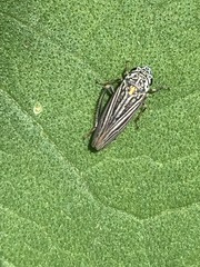 Graphocephala appropinquans