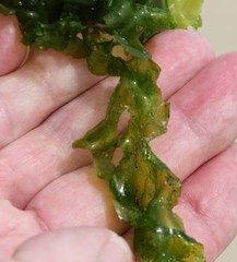 Ulva taeniata