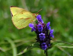 Colias dimera