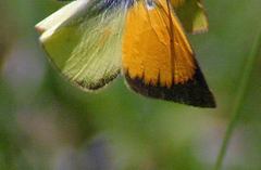 Colias dimera