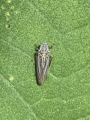 Graphocephala appropinquans