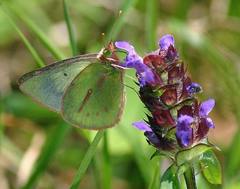 Colias dimera