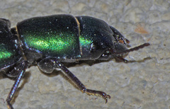 Temnoscheila acuta