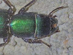 Temnoscheila acuta