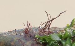 Solieriaceae