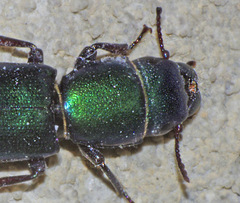 Temnoscheila acuta