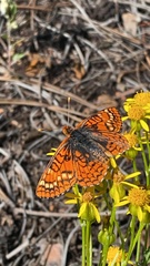 Euphydryas anicia capella