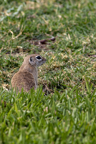 Spotted Ground Squirrel