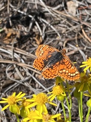Euphydryas anicia capella