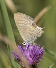 Lampides boeticus