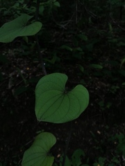 Dioscorea convolvulacea