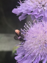 Megachile willughbiella