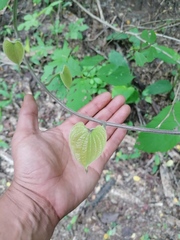 Dioscorea convolvulacea