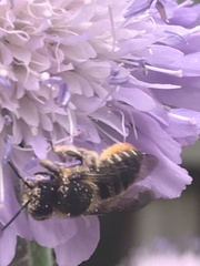 Megachile willughbiella