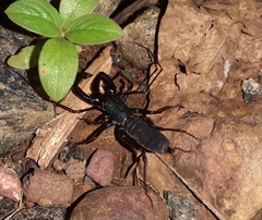 Labochirus tauricornis