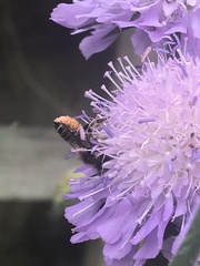 Megachile willughbiella