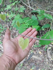 Dioscorea convolvulacea