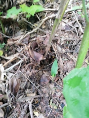 Dioscorea convolvulacea