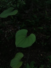 Dioscorea convolvulacea
