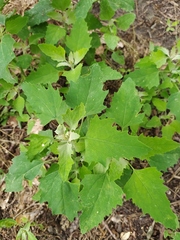 Chenopodium suecicum