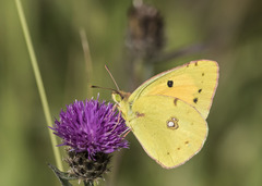 Colias croceus