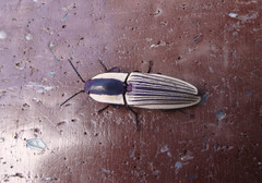 Chalcolepidius limbatus