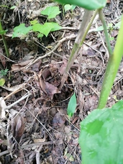 Dioscorea convolvulacea