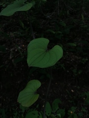 Dioscorea convolvulacea