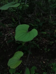 Dioscorea convolvulacea