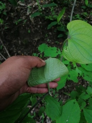 Dioscorea convolvulacea