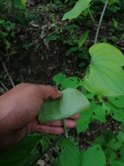 Dioscorea convolvulacea