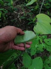 Dioscorea convolvulacea