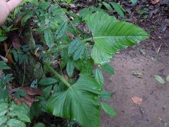 Philodendron ernestii