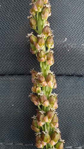 common arrowgrass