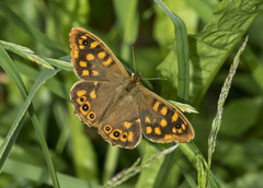 Pararge aegeria