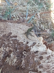 Podarcis muralis