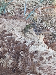 Podarcis muralis
