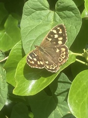 Pararge aegeria